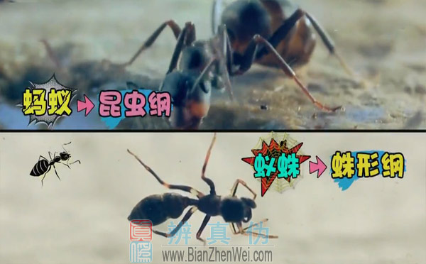 不同种类的动物也有“双胞胎”，它是蚁蛛属的种类，是在蛛形纲，蜘蛛目，跳蛛科。而蚂蚁是属于，蚁科，膜翅目，昆虫纲的一个类群。